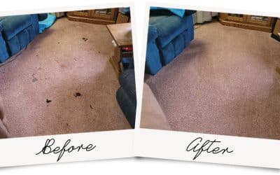 Carpet Cleaning + Pet Feces Removal & Deodorization