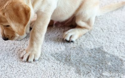 3 Tips for Pet Owners: Extending the Life of Carpets & Rugs