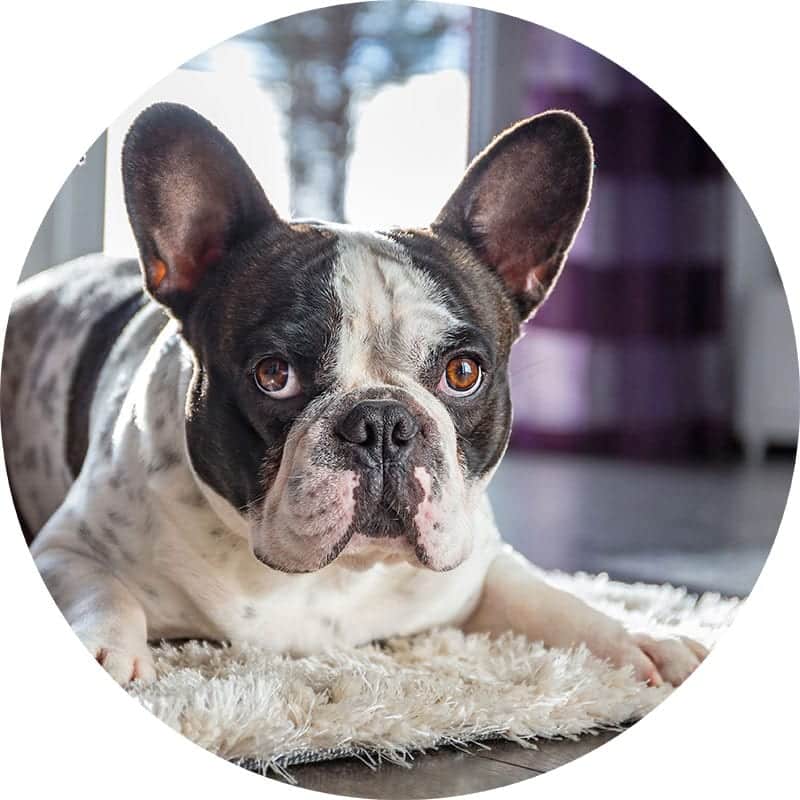 Dog on rug in customer's home